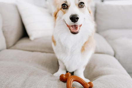 Wishbone Dog Chew Toys for Adult Dogs and Puppies