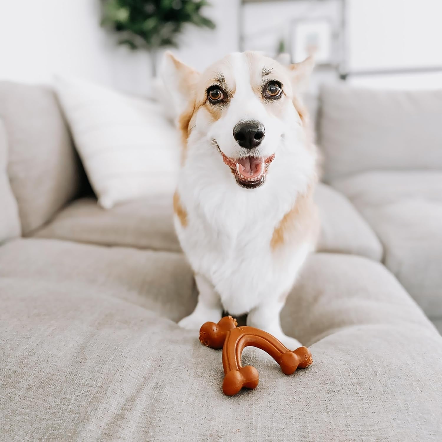 Wishbone Dog Chew Toys for Adult Dogs and Puppies